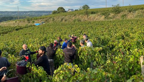 Bernard Baudry Chinon harvest in action