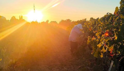 Kontozisis vineyard harvest at sunrise