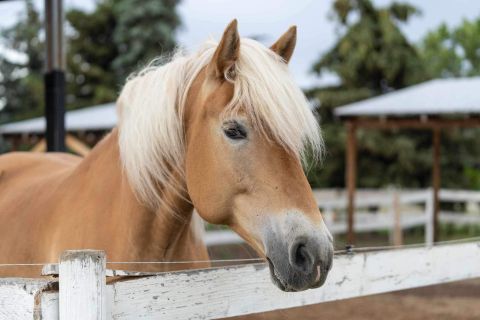 Arnica's horse Petra