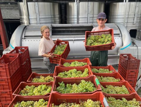 Bordeaux 2024 white grapes harvested at Ch Bauduc
