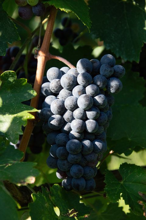 A darkly coloured bunch of Nero Buono hanging on the vine at Cincinnato