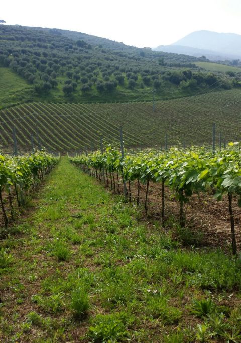 Cincinnato's Nero Buono vineyards in Cori