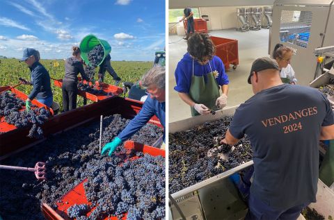 harvest at Lafite and sorting at Pichon Baron 2024