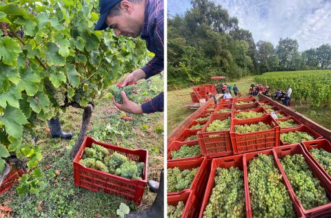 white grapes harvested by hand at Ch Bauduc