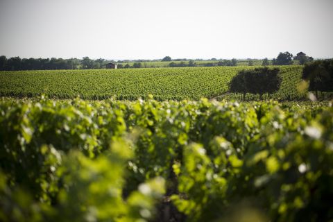 Château Capbern vineyard