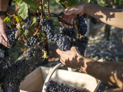 Harvest at Château Capbern