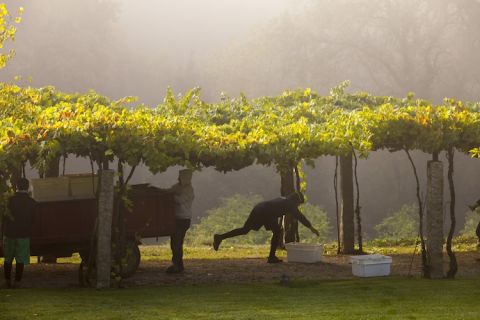 Xurxo Lobato pictured vines on granite posts