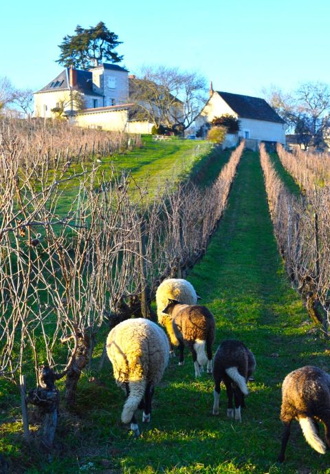 Sheep mowing the winter vineyards