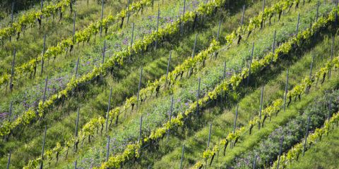 Biodiversity and cover crops in Inama's vineyards