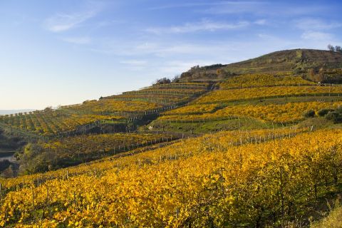 The Palchi terraces in the Foscarino cru