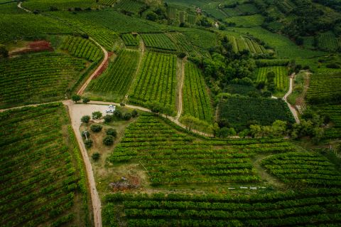 The complex terroir of Soave Classico