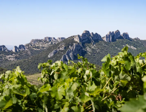 Favourite vineyard of Xavier Vignon