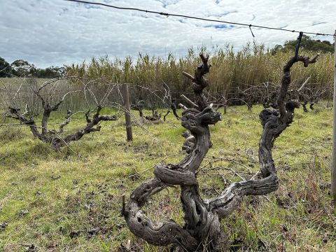 Magnolia Vineyard at Eperosa