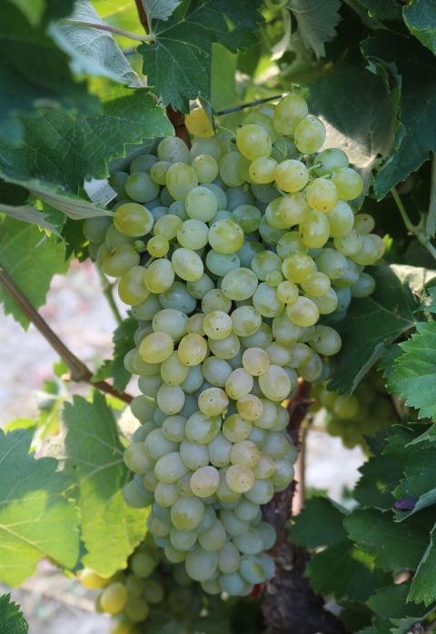 A bunch of ripe, green Vidiano grapes at Douloufakis