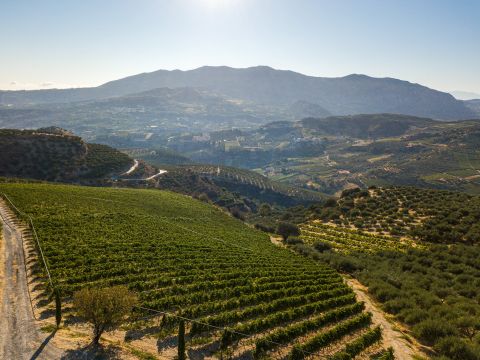 Douloufakis vineyards seen from top of slope