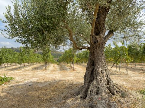 Douloufakis vineyards next to a thick-trunked old olive tree