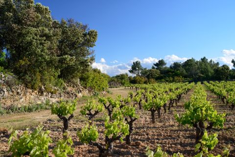 vines at Domaine Anne Gros & Jean-Paul Tollot