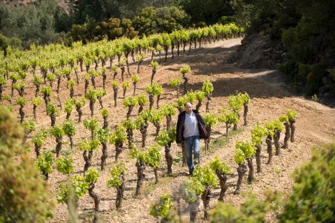 Jean-Paul among vines at Domaine Anne Gros & Jean-Paul Tollot