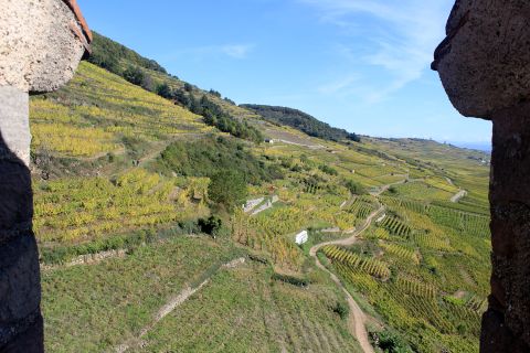 view of the Schlossberg vines from the tower