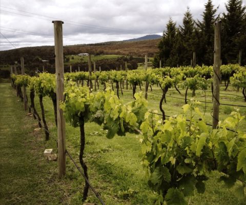 Ballarrat Vineyard at Attwoods Wines
