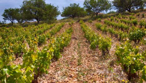 Old Savatiano vines in the stony saoils of Mylonas's Vouno vineyard