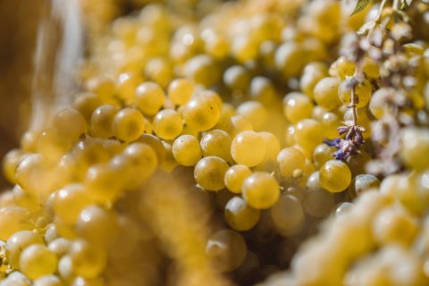 Grüner Veltliner from Ott 2024 harvest