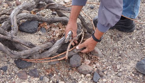 Santorini kouloura being trained