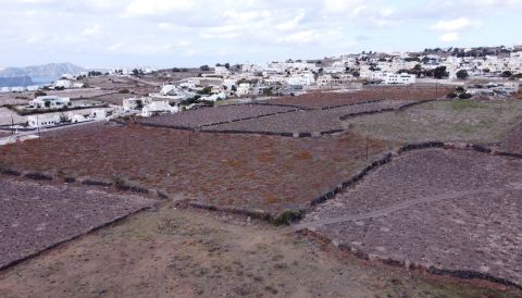 Santorini vineyards in Megalochori, Pappas, Yiannas and Kontarades by Yiannis Karaksis MW