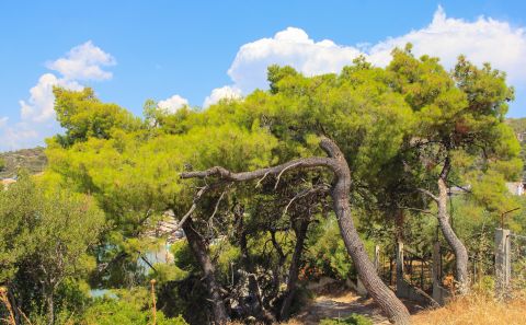 Wind-bent Pinus Halepensis trees in Greece by bascar via Shutterstock