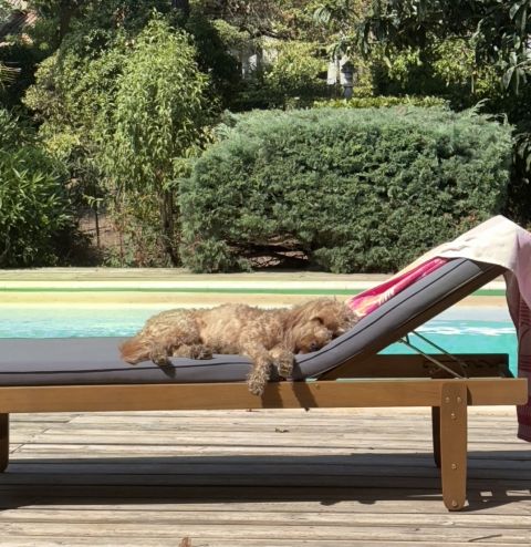 Ziggy in 2025 heatwave