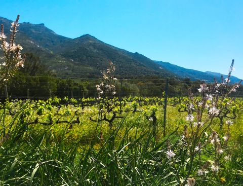 Leccia's vineyards in summer, surrounded by maquis