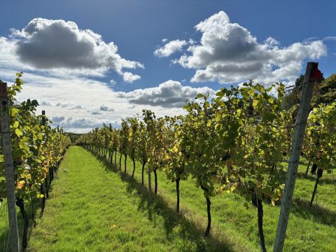 Bee Tree Vineyard, Sussex