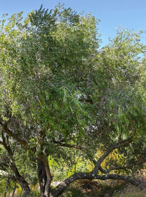 Sophie's favourite olive tree