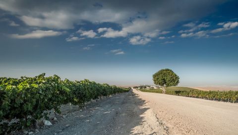 Lustau vineyard and road under blue sky