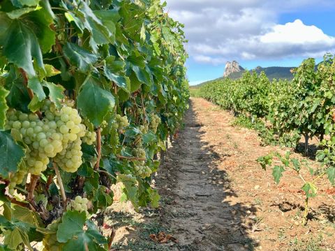 Viura vines in Villalba de Rioja