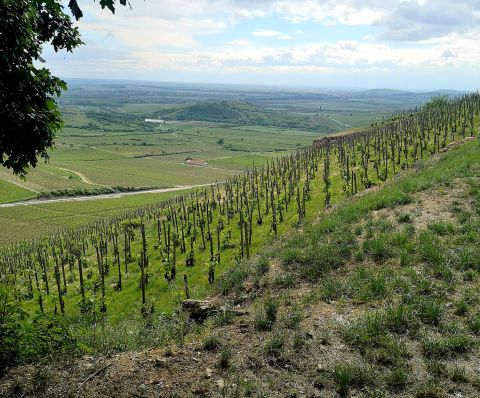 Tokaj viewed from Öreg-Király vineyard