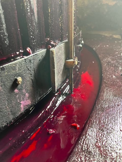 Gamay juice running out the press