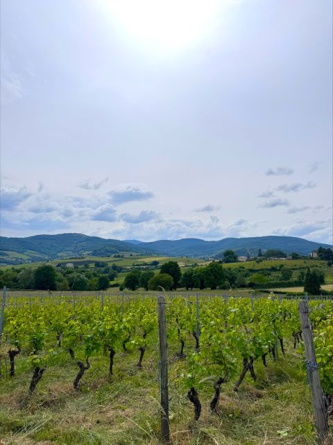 The Latignié vineyards of Château de Vergers