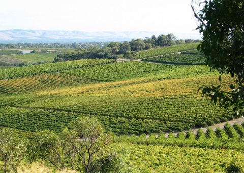 d'Arenberg vineyards in McLaren Vale