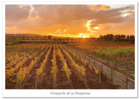 La Despensa vineyards