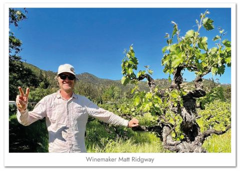 Ridgway and ancient Pais vines
