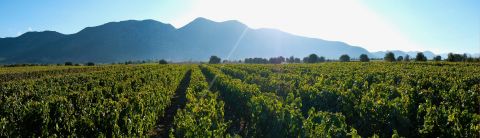 Nassiakos Moschofilero vineyard