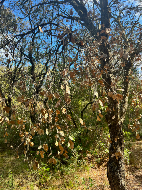 One of the dead holm oaks in the woodlands of Château Maris