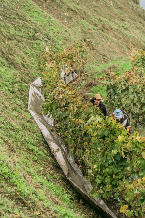 screens on slopes at Quinta da Pôpa