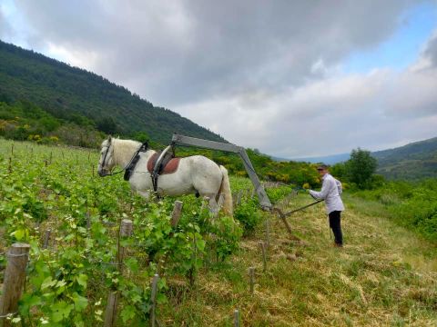 Ploughing by horse