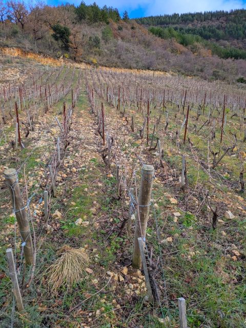 Looking up towards the forests surrounding the vineyard