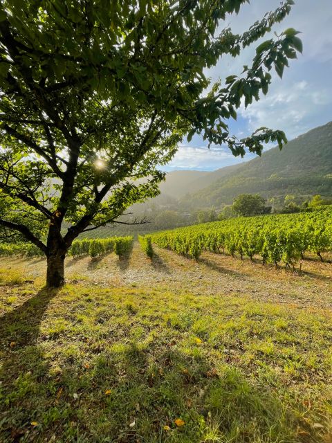 Sunset over the Bon Augure vineyards