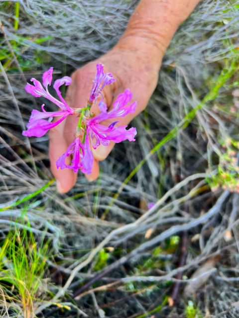 My aunt, holding a flower for me to photograph in the mountains above Betty’s Bay