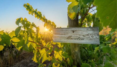Cava Bertha's Macabeu vines
