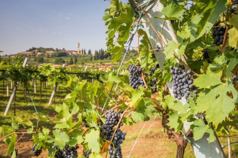An Italian vineyard landscape, with black grapes in the foreground
